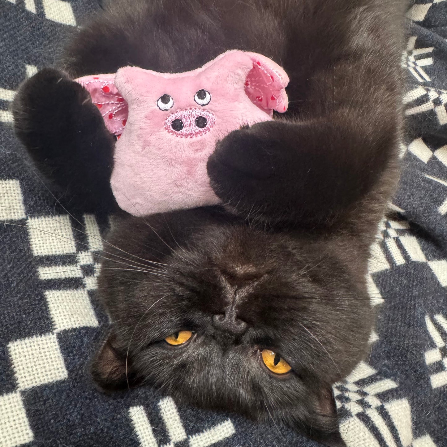 Catnip Flying Pig Cat Toy